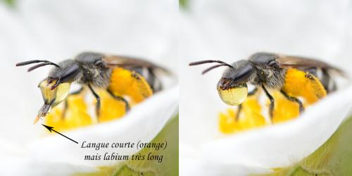 Réf. 208 237 : Lasioglossum sp.